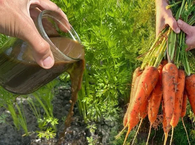 Органічне підживлення моркви рідким добривом для великого врожаю