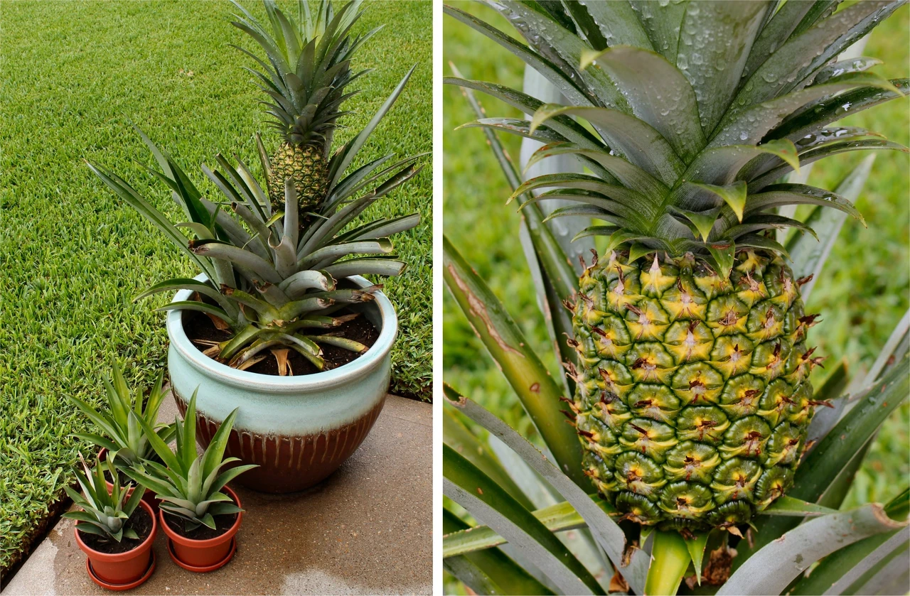 Як росте ананас: від розетки до соковитого плоду за 18–24 місяці
