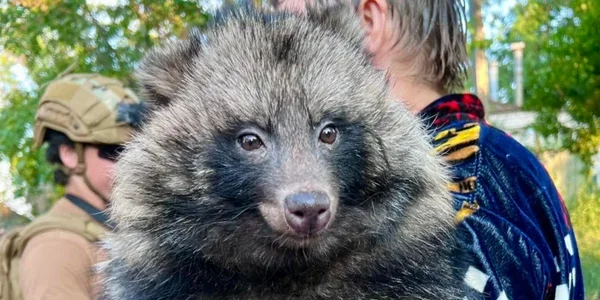 Єнотоподібний собака Боня під час евакуації з Донеччини