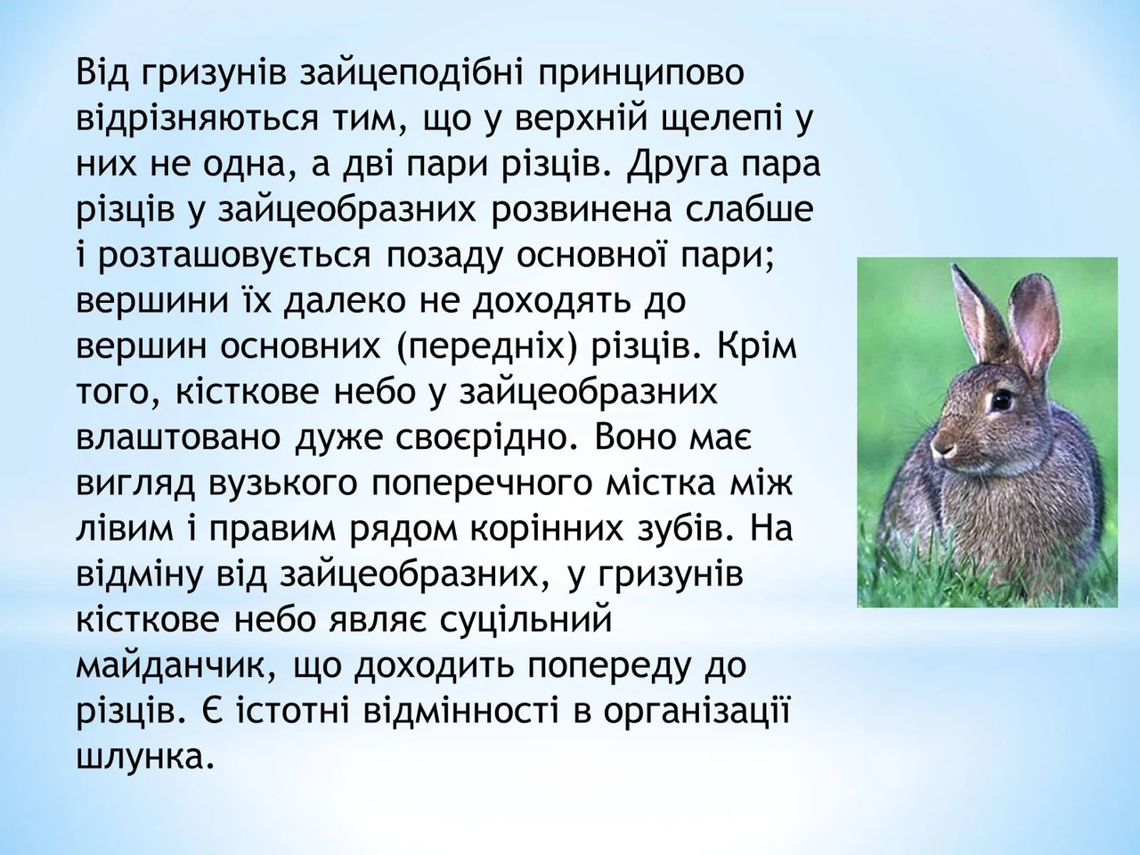 Интересные факты о зайце: скорость, мифы и секреты выживания